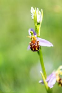 Tořič včelonosný (Ophrys apifera)