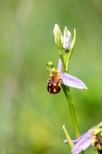 Tořič včelonosný (Ophrys apifera)