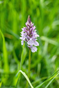 Prstnatec plamatý (Dactylorhiza maculata)