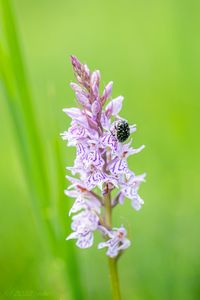 Prstnatec plamatý (Dactylorhiza maculata)