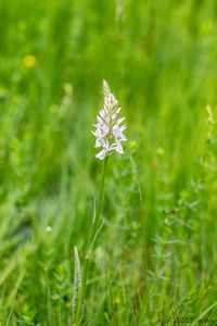 Prstnatec plamatý (Dactylorhiza maculata)