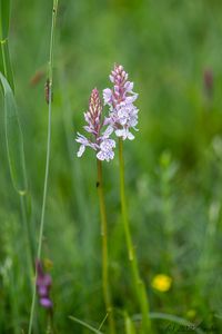 Prstnatec plamatý (Dactylorhiza maculata)