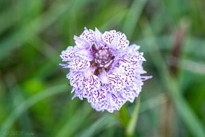 Prstnatec plamatý (Dactylorhiza maculata)