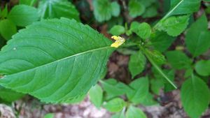 Netýkavka malokvětá (Impatiens parviflora)