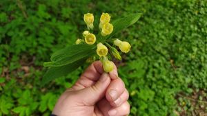 Kostival hlíznatý (Symphytum tuberosum)