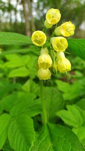 Kostival hlíznatý (Symphytum tuberosum)