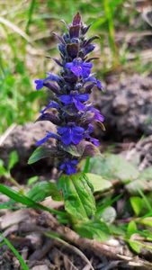 Zběhovec plazivý (Ajuga reptans)