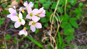 Řeřišnice luční (Cardamine pratensis)