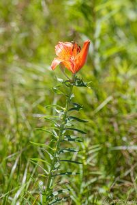 Lilie cibulkonosná (Lilium bulbiferum L.)