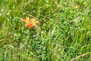 Lilie cibulkonosná (Lilium bulbiferum L.)