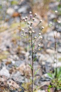 Turan ostrý (Erigeron acris)