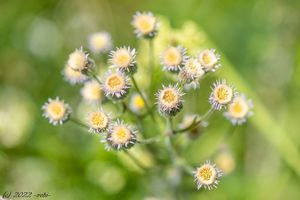 Turan ostrý (Erigeron acris)