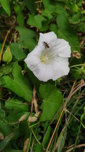 Opletník plotní (Calystegia sepium)