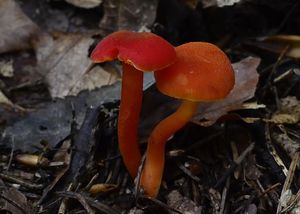 Voskovka krvavá - Hygrocybe miniata (Fr.) P.Kumm.