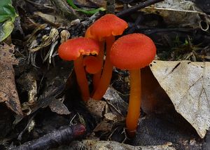 Voskovka krvavá - Hygrocybe miniata (Fr.) P.Kumm.