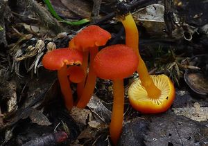 Voskovka krvavá - Hygrocybe miniata (Fr.) P.Kumm.