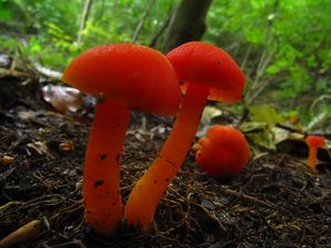 Voskovka krvavá - Hygrocybe miniata (Fr.) P.Kumm.