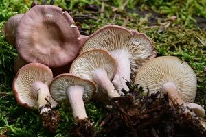 Čirůvka masová - Calocybe carnea (Bull.) Donk