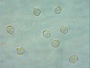 Závojenka olovová - Entoloma sinuatum (Bull.) P. Kumm. 1871