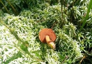 Hřib peprný - Chalciporus piperatus (Bull.) Bataille 1908