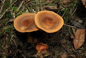 Lištička rezavá - Hygrophoropsis rufa (D.A.Reid) Knudsen (2008)