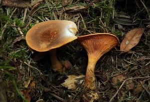 Lištička rezavá - Hygrophoropsis rufa (D.A.Reid) Knudsen (2008)