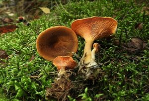 Lištička rezavá - Hygrophoropsis rufa (D.A.Reid) Knudsen (2008)