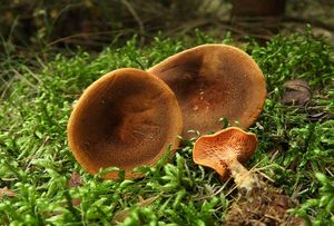 Lištička rezavá - Hygrophoropsis rufa (D.A.Reid) Knudsen (2008)