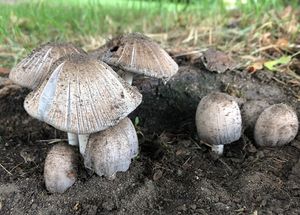 Hnojník význačný - Coprinopsis insignis (Peck) Redhead, Vilgalys