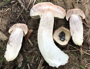 Kozák topolový - Leccinum duriusculum (Schulzer ex Kalchbr.) Singer 1947