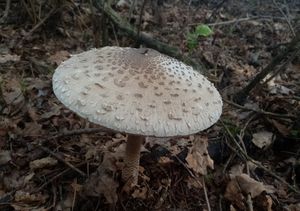 Bedla vysoká - Macrolepiota procera (Scop.) Singer 1948