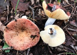 Holubinka skvrnitá - Russula maculata Quél.