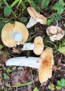 Holubinka skvrnitá - Russula maculata Quél.