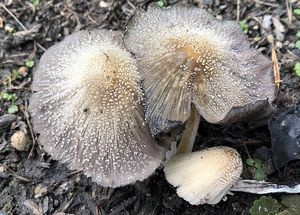 Hnojník paprskový - Coprinellus radians (Desm.) Vilgalys, Hopple & Jacq. Johnson 2001