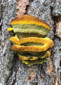 Hnědák Schweinitzův - Phaeolus schweinitzii (Fr.) Pat. 1900