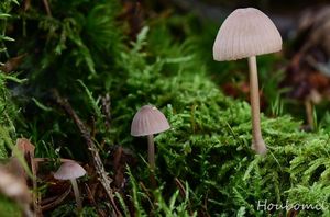 Helmovka červenobřitá - Mycena rubromarginata (Fr.) P. Kumm. 1871