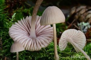 Helmovka červenobřitá - Mycena rubromarginata (Fr.) P. Kumm. 1871