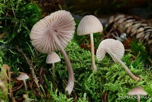 Helmovka červenobřitá - Mycena rubromarginata (Fr.) P. Kumm. 1871