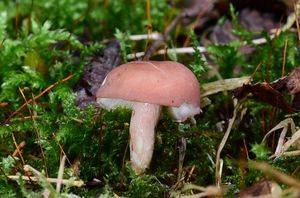 Čirůvka masová - Calocybe carnea (Bull.) Donk