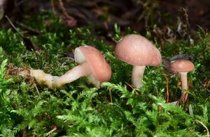 Čirůvka masová - Calocybe carnea (Bull.) Donk