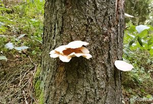 Hlíva smrková - Pleurotus abieticola R.H. Petersen & K.W. Hughes