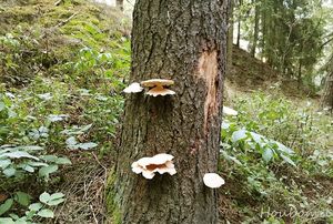 Hlíva smrková - Pleurotus abieticola R.H. Petersen & K.W. Hughes