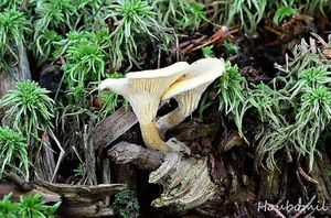 Lištička bledá - Hygrophoropsis macrospora (D.A. Reid) Kuyper 1996