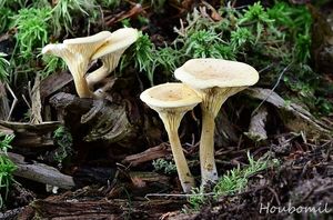 Lištička bledá - Hygrophoropsis pallida (Peck) Kreisel