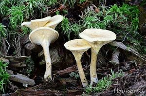 Lištička bledá - Hygrophoropsis pallida (Peck) Kreisel