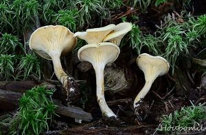 Lištička bledá - Hygrophoropsis pallida (Peck) Kreisel