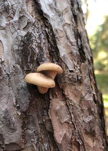 Hlíva smrková - Pleurotus abieticola R.H. Petersen & K.W. Hughes