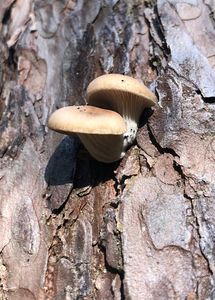 Hlíva smrková - Pleurotus abieticola R.H. Petersen & K.W. Hughes