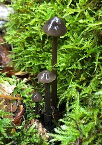 Špička cibulová - Marasmius alliaceus ( Jacq. ) Fr.