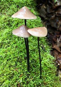 Špička cibulová - Marasmius alliaceus ( Jacq. ) Fr.